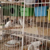 فنچ کفتر کاکلی عروس لپ سیاه سفید