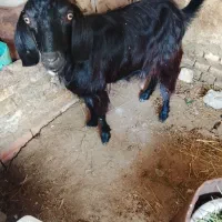 بز جوان چاق