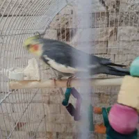 عروس هلندی نر سینامون