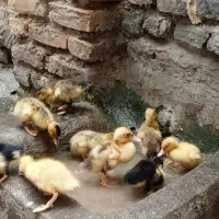 جوجه اردک محلی