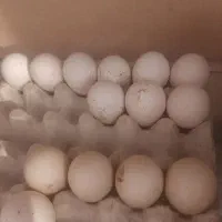 تخم بوقلمون برنز نطفه دار