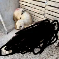 بره نر سالم و پرواری نژاد (کردی)