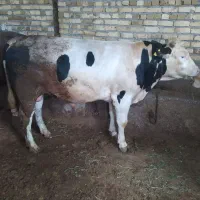 فروش یک راس گوساله نر پرواری تمام گوشت