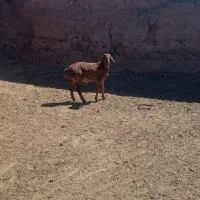 بره|حیوانات مزرعه|تربت جام, رضاآباد|دیوار