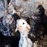 نیمجه مرغ گلین طوسی