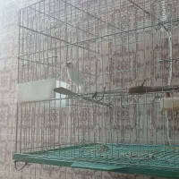 فنچ نرگسی|پرنده|کوهدشت, |دیوار