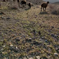 کود گوسفندی نرم رایگان
