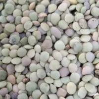 عدس|خوردنی و آشامیدنی|اقلید, |دیوار