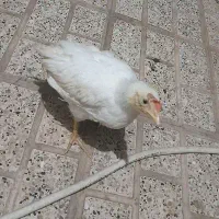 جوجه خروس ۳ ماهه