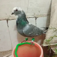 دوتا کبوتر کفتر