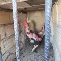 مرغ و خروس لاری جفت ۳نیم