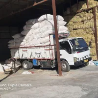 کاه گندم