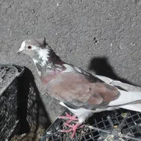 کفتر|پرنده|مشهد, دوست آباد|دیوار