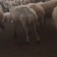 میش