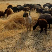 سگ گله|سگ|اسدآباد, |دیوار