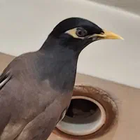 مرغ مینا سخنگو
