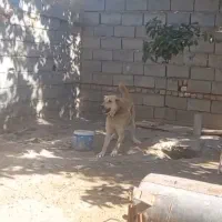 سگ نگهبان