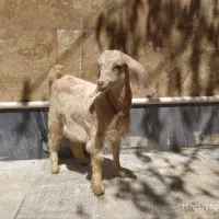 فروش بز نژدی درشت هیکل