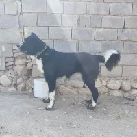 سگ نر قدرجونی