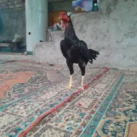 لاری مشکی