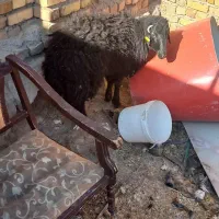 گوشت بره نر