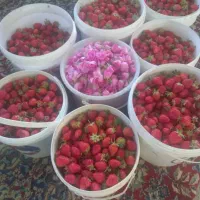 توت فرنگی محلی