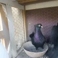انواع کبوتر صرب