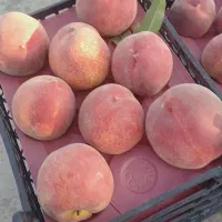 هلو|عمدهفروشی|زاهدان, |دیوار