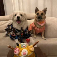 حراج لوازم پت