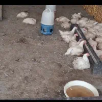 نیازمند کارگر جهت مرغفروشی ،مرغ زنده دارم