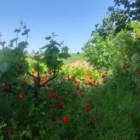 باغ ویلا یعنی چای آتیشی  تماشای طلوع و غروب خورشید