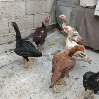 مرغ لاری اصل افغان