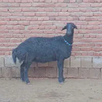دوتا‌ میش‌ قزل‌ افشار‌