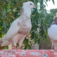 یک جفت کفتر چناران