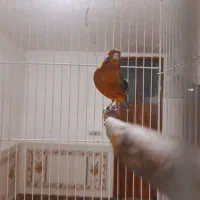 قناری نر مست بخون