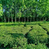 400متر-مسکونی-جاده-لاهیجان-سیاهکل-کناربوته-های-چای