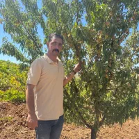 توزیع نهال لیبل دار نیمه کاغذی آذر