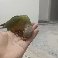 طوطی گرینچیک