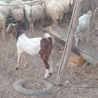 کهره|حیوانات مزرعه|جیرفت, |دیوار