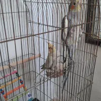 عروس هلندی