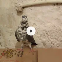 کفتر قاره نر