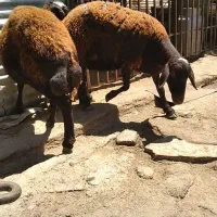 میش بره گوسفند قوچ بز قزل افشار