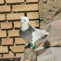 کفتر طوقی هفت رنگ