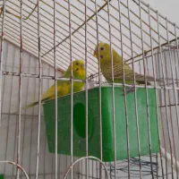 مرغ عشق عروس هلندی