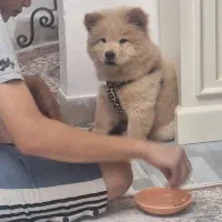 سگ چاوچاو