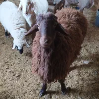 بره نر وماده