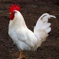 خروس سفید از نژاد تخم گزار