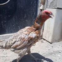 مرغ لاری