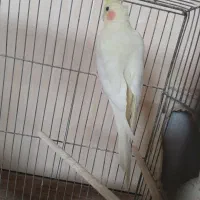 عروس هلندی مولد ،مرغ عشق پروانه ای
