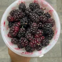 شاهتوت دستچین شهریار